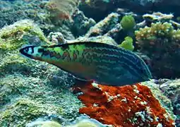 Blue star leopard wrasse (Macropharyngodon bipartitus)