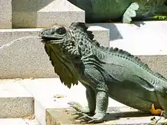 Iguana