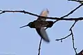 Magnificent Hummingbird (Eugenes) in Huachuca Canyon