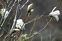 Magnolia salicifolia