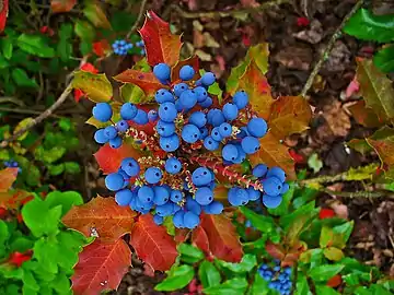 Berries and red foliage in Karlsruhe,&nbsp;Germany