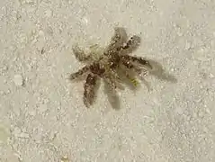 A spider crab of the family Majoidea (maybe Cyclocoeloma tuberculata)