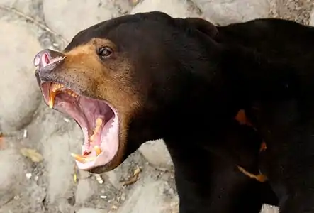 Sun bear