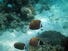 Chaetodon collare (redtail butterflyfish)