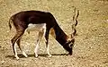 Blackbuck Antelope male