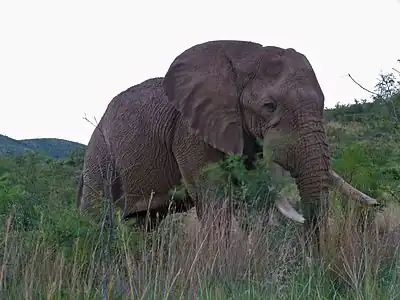 Male elephant