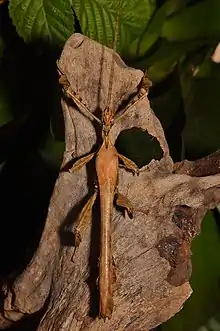 A male Extatosoma tiaratum resting on a piece of drift wood with bramble leafs in the back ground. The insect is light brown with dark brown specks, with a long body and wings resembling a stick.