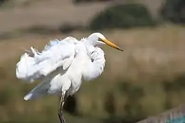 Adult male A. a. modesta' in the Tamar River Conservation Area