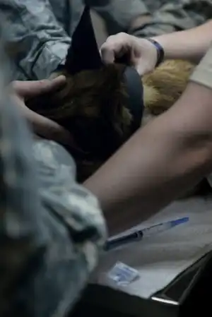 Belgian Malinois being euthanized.