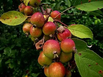 Close-up of fruit and leaves (Southeast&nbsp;Michigan)