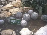 Mammillaria meiacantha, photographed at Bedugul Botanical Garden, Bali, Indonesia