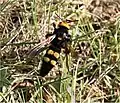 Mammoth wasp, Italy