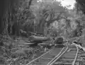 Transporting logs with horses in the Akatarawa Bush, Hutt Valley, 1912-1916