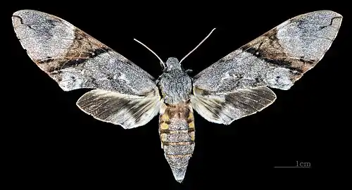 Manduca lefeburii bossardi Dorsal