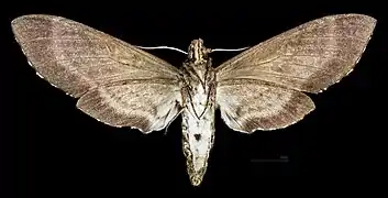 Female △ Ventral side