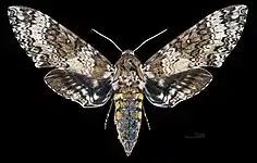 Manduca rustica harterti, dorsal view