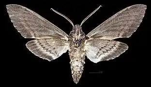 Manduca sexta jamaicensis  Male ventral