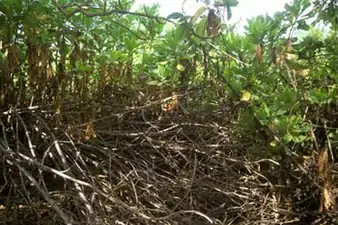 Scaevola thicket on Manra Island