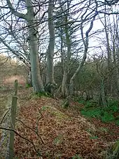 Beech planted on a march dyke (boundary hedge) in Scotland.