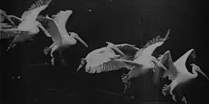 Image 29Flying pelican captured by Marey around 1882. He created a method of recording several phases of movement superimposed into one photograph (from History of film technology)