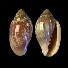 Marginella aurantiaN´Gor, Senegal