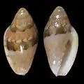 Marginella bavayiSenegal (Gorée Is.)