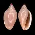 Marginella caterinaeoff Hafun-Bay-northSomalia