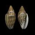 Marginella cleryisouthern Mauritania