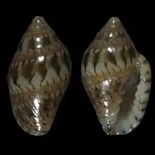 Marginella gemmulaSaco Mar, Namibe, Angola