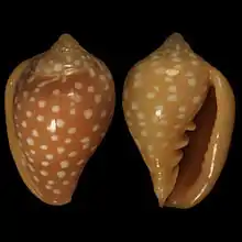 Marginella goodalliDakar Harbour, Senegal