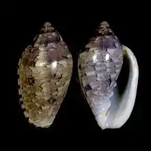 Marginella roseaGansbaai, S. Africa