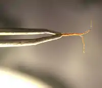 Stigmas and style of Cannabis sativa held in a pair of forceps