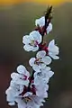Blooms of an apricot