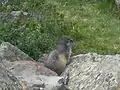 Marmot, Marmota marmota