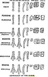 Image 16Diagram by O.C. Marsh of the evolution of horse feet and teeth, reproduced in T. H. Huxley's 1876 book, Professor Huxley in America (from History of paleontology)