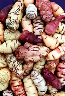 Image 31Mashua tubers (from Andean agriculture)