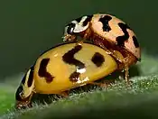 Ladybirds mating