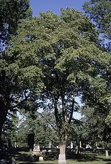 A mature elm tree