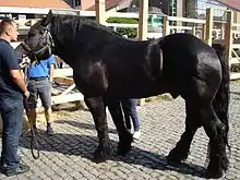 Medium-heavy cold-blooded draught horse