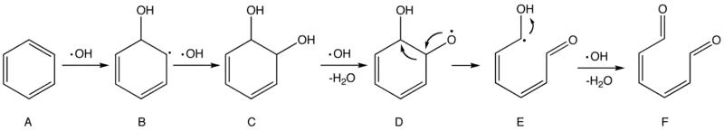 Proposed mechanism of the oxidation of benzene by hydroxyl radicals