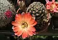 Rebutia pygmaea one of the oldest species. Mediolobivia.