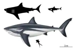 The extinct megalodon resembled a giant great white shark.