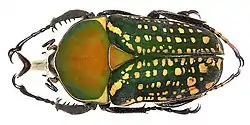 Mecynorhina harrisi harrisi