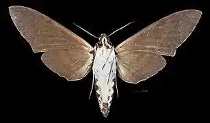 Male M. a. sumatranus, ventral view