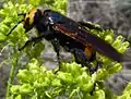 Mammoth wasp