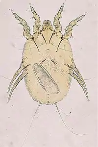 Megninia feather mite of birds (the oval object is an egg)
