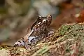 Xenophrys major, Kaeng Krachan National Park
