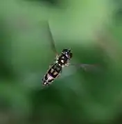 Female hovering