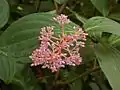 Blossoms and leaves of Medinilla speciosa