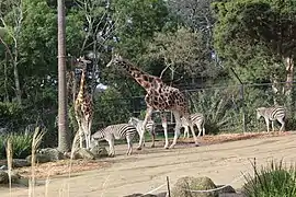 Giraffes and zebras